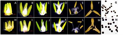 Identification of Candidate Genes and Biosynthesis Pathways Related to Fertility Conversion by Wheat KTM3315A Transcriptome Profiling